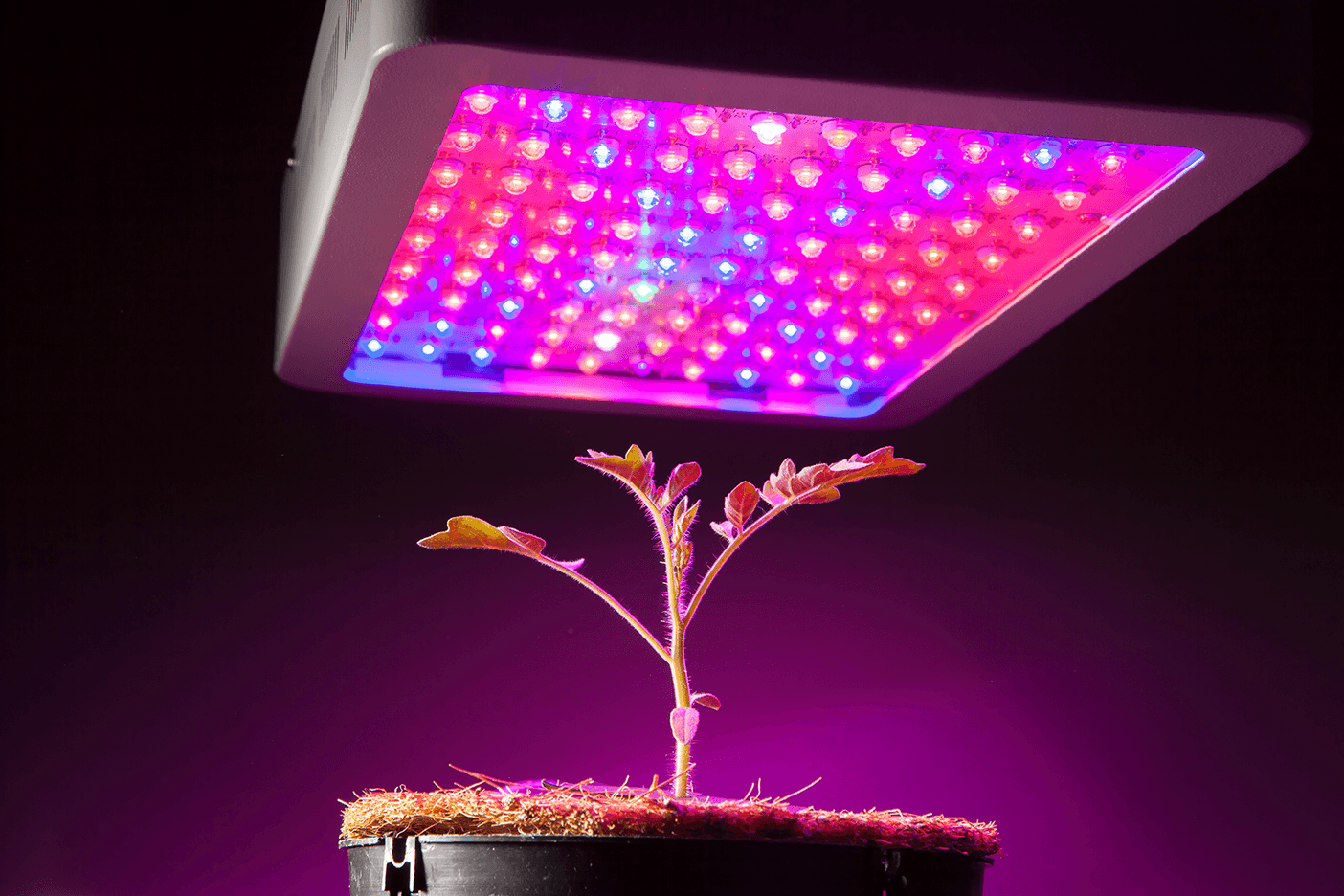 Getting to know grow lights